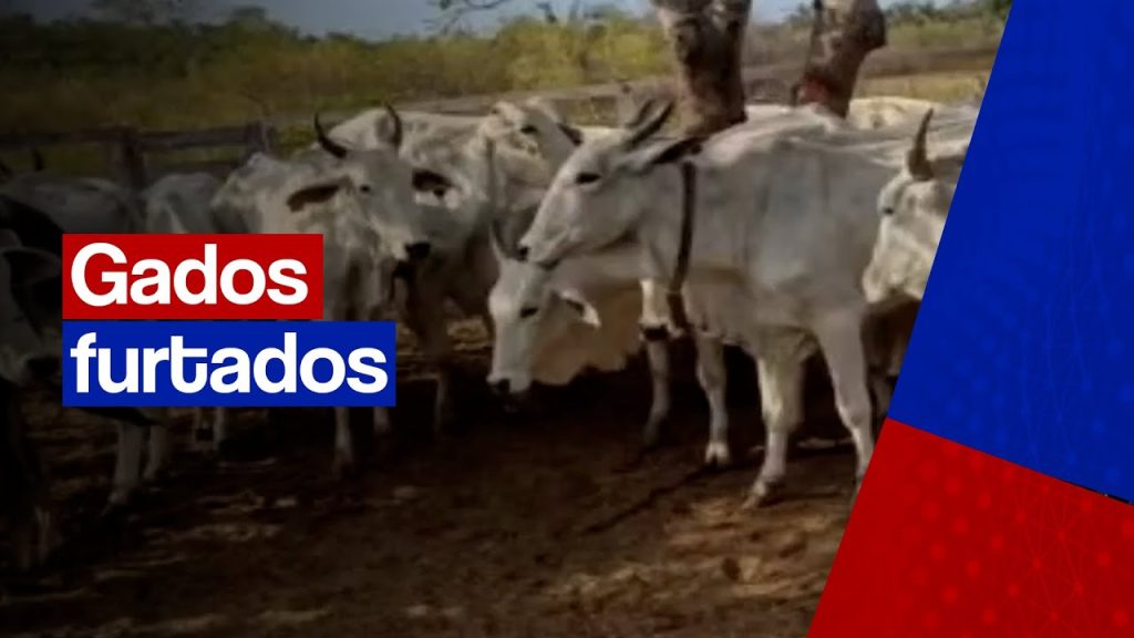 Polícia encontra gado furtado e devolve ao dono