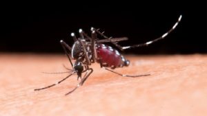 Centro de Operações de Emergência monitora arboviroses no Maranhão