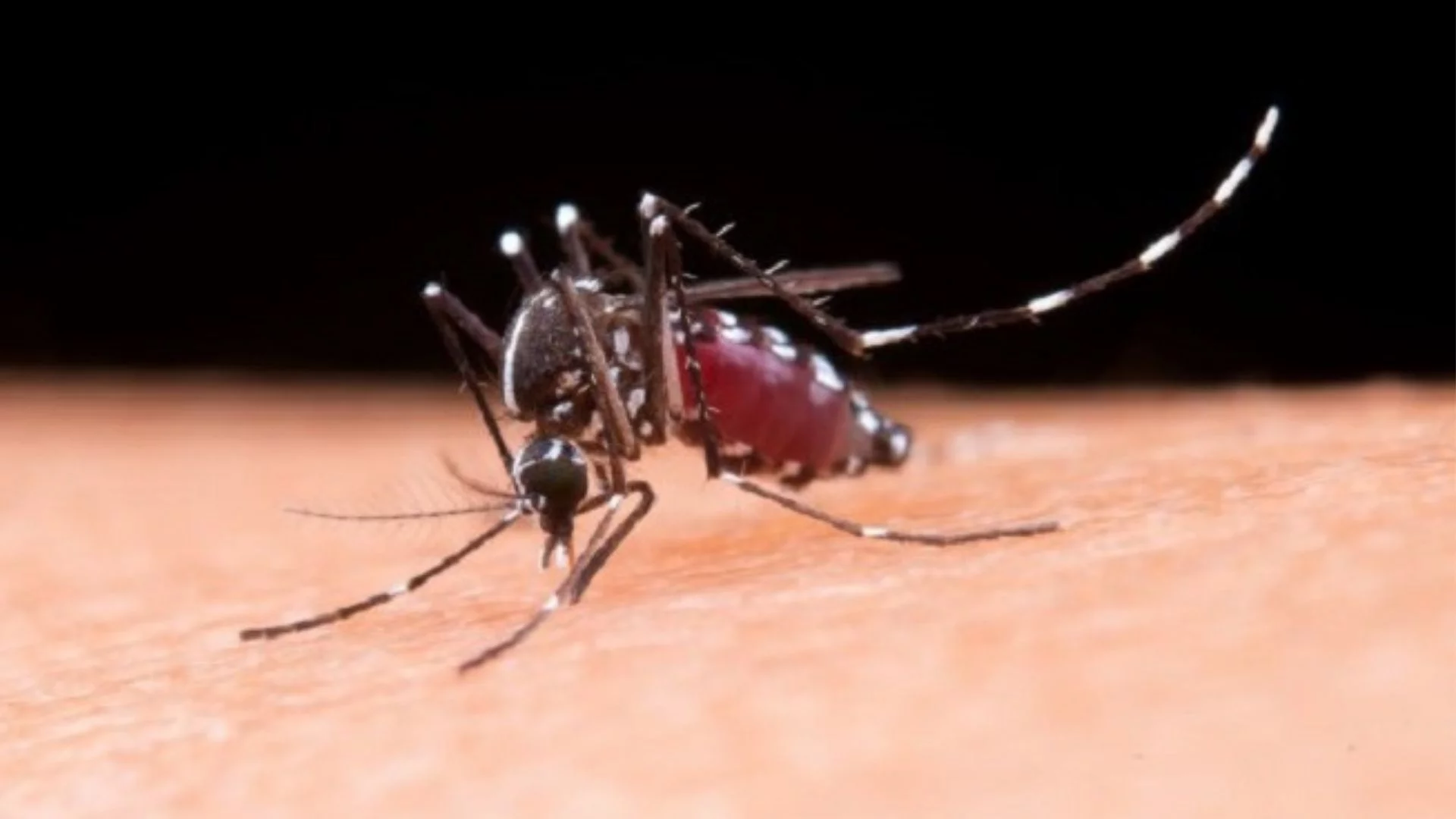 Centro de Operações de Emergência monitora arboviroses no Maranhão