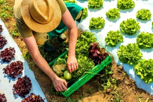 Sagrima vai oferecer dispensa de licença ambiental aos produtores em Vargem Grande