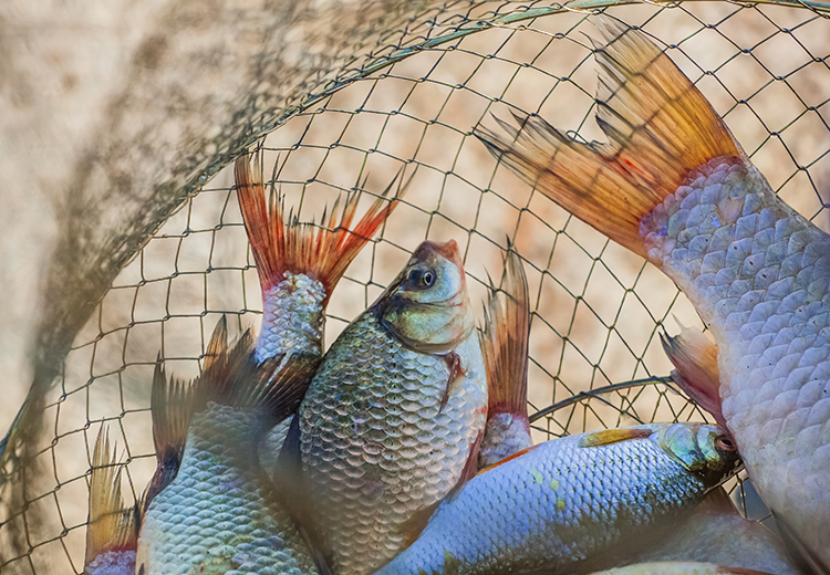 Exportações de peixes brasileiros alcançam recorde em 2024