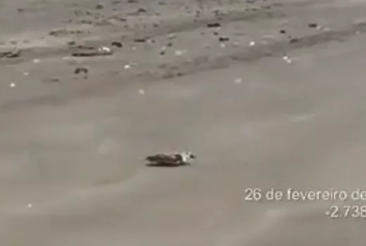 VÍDEO: Dezenas de aves são encontradas mortas em Tutóia