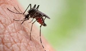 Maranhão registra redução de 18,8% nos casos de dengue em 2025