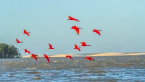 Guias turísticos do Polo Lençóis e Delta  terão cursos de aperfeiçoamento