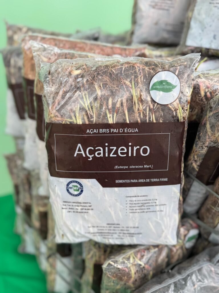 Governo do Estado entrega 255 mil mudas de Açaí em Paço do Lumiar