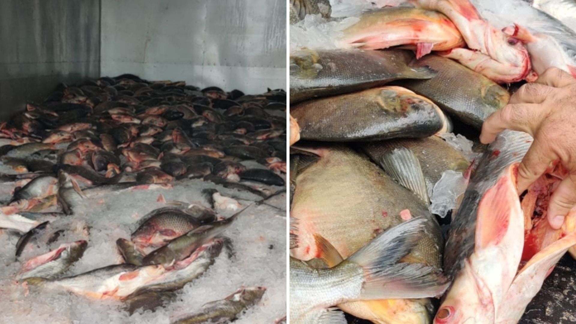PRF apreende mais de 4,7 toneladas de peixes impróprios para consumo