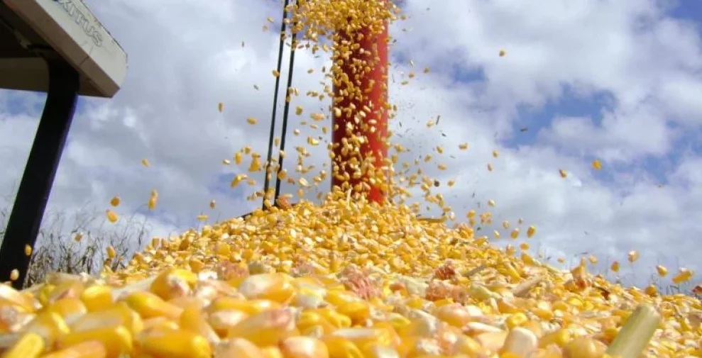 Terminal Portuário de São Luís recebe autorização para exportar milho à China