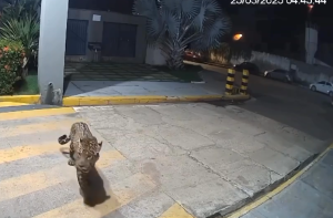 VÍDEO: Onça pintada é flagrada na porta de condomínio em Imperatriz