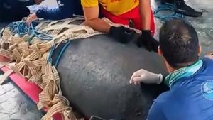 VÍDEO: Corpo de Bombeiros resgata peixe-boi de 450 quilos