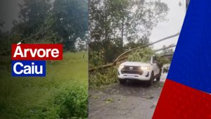 Caminhonete com equipe de médicos é atingida por árvore cortada na BR-402