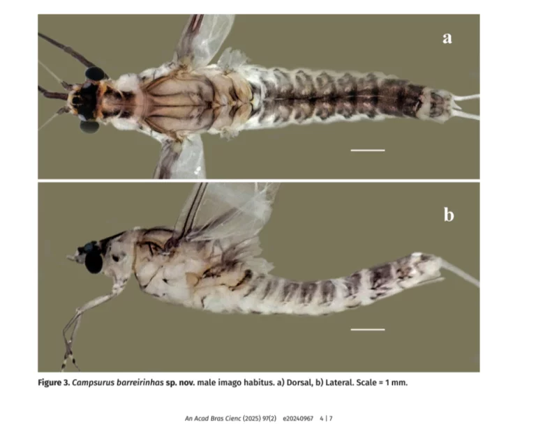 Professor da Uema descobre nova espécie de inseto na região dos Lençóis Maranhenses