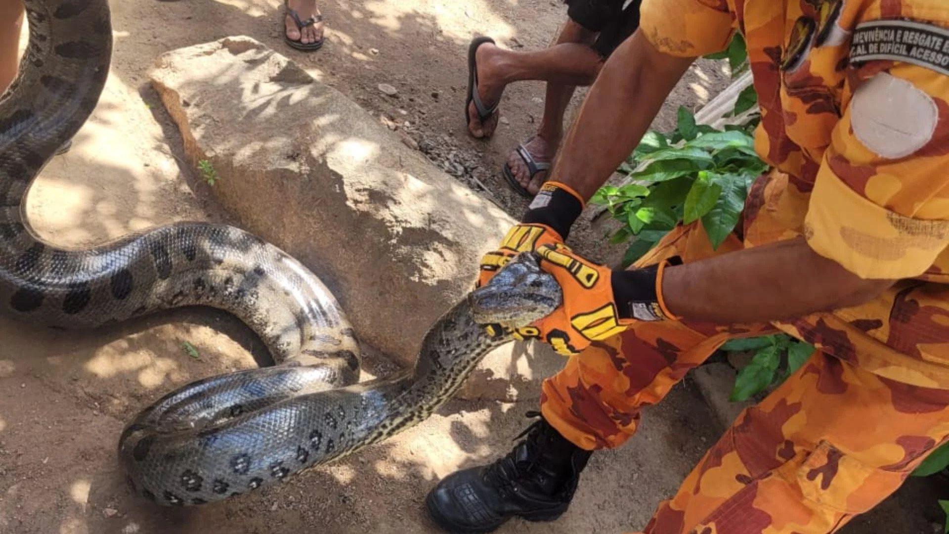 Bombeiros resgatam mais de 4,2 mil animais silvestres na Grande Ilha