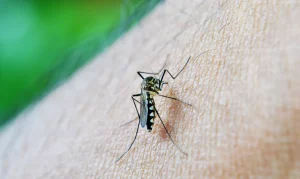Cidades mais atingidas com avanço da Dengue irão receber reforço no combate