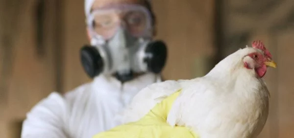 Gripe aviária: Brasil registra novo caso suspeito no Pará