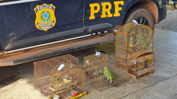 Aves silvestres são resgatadas no interior do Maranhão