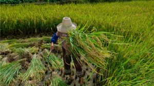 Trabalho escravo: maranhense resgatado relata condições degradantes