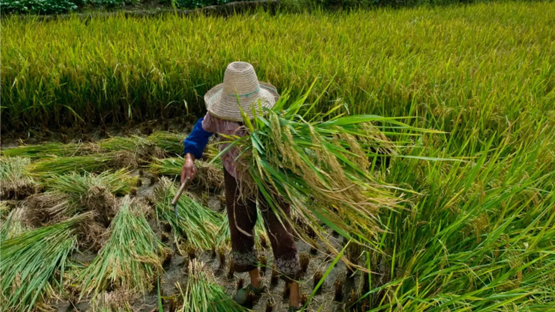 Trabalho escravo: maranhense resgatado relata condições degradantes