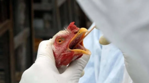 Gripe aviária não deve impactar preço da carne de frango, diz ministro