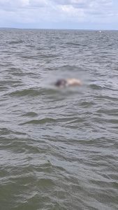 Bombeiros fazem buscas em Panaquatira após corpo ser avistado no mar