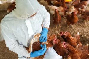 Novos casos de gripe aviária são investigados no país