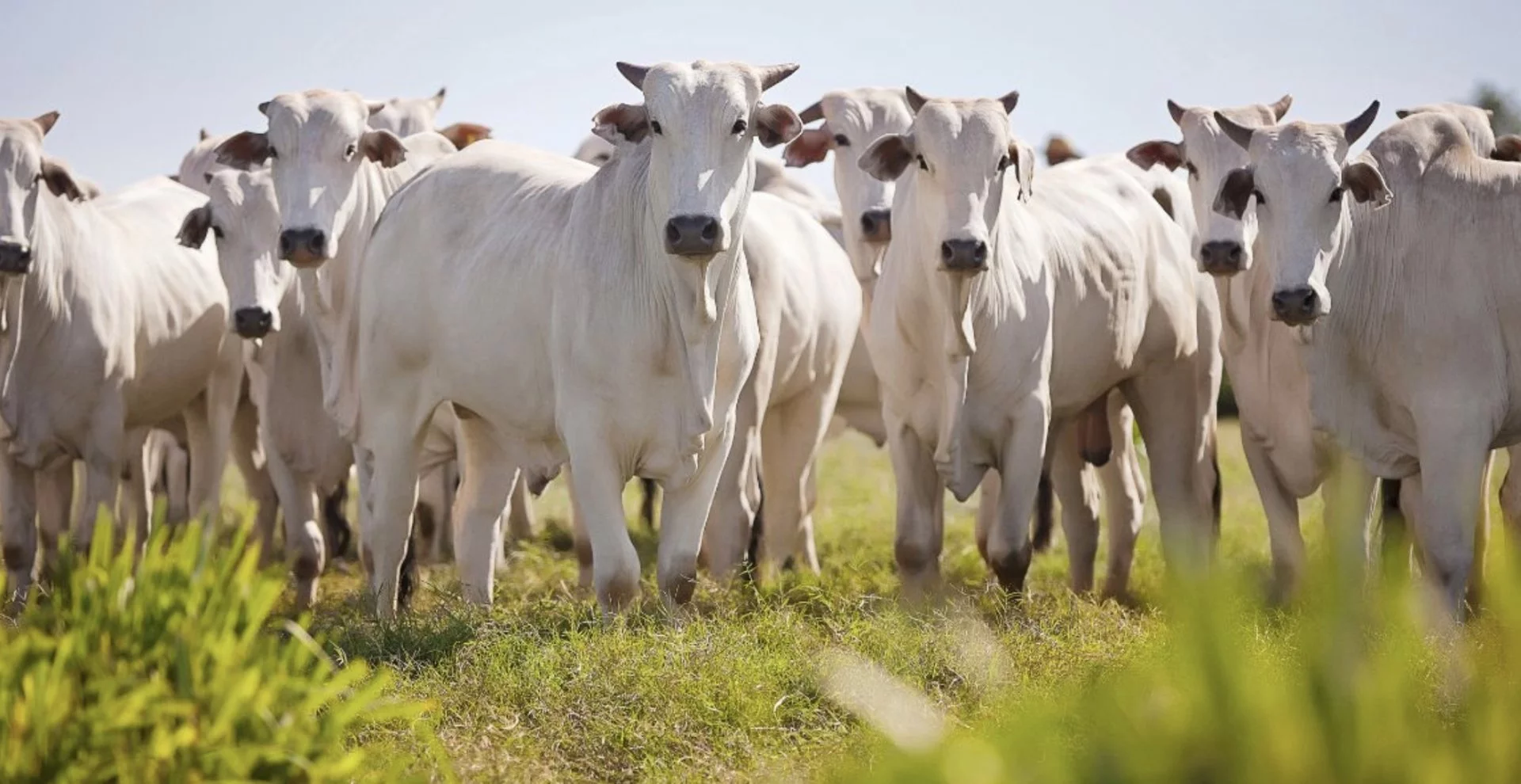 VÍDEO: Prazo final para atualização de cadastro rural no MA é 30 de junho