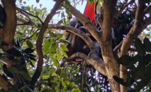 Após 72h, maranhense desce de árvore na Base Aérea de Salvador