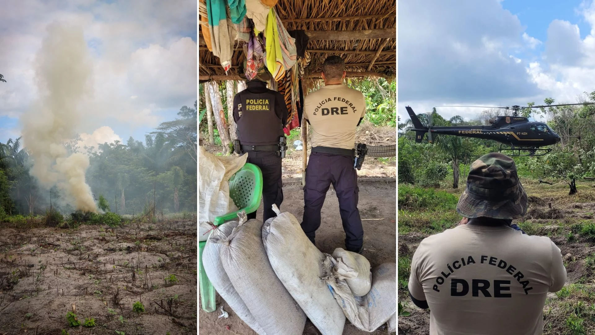 Polícia Federal destrói mais de 65 mil pés de maconha no Maranhão