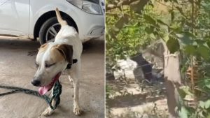 Homem é preso suspeito de maus-tratos contra cachorro