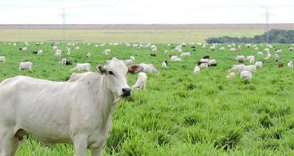 Exportação de carne sofre queda histórica
