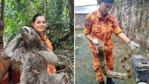 VÍDEO: Mais de 1,3 mil animais silvestres são resgatados no MA