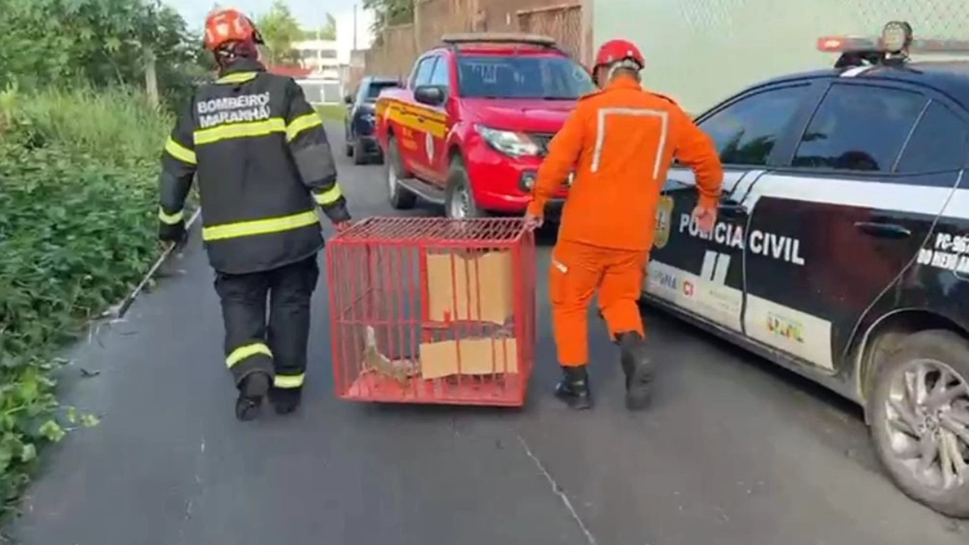 Polícia resgata cinco iguanas presas em piscina seca no MA
