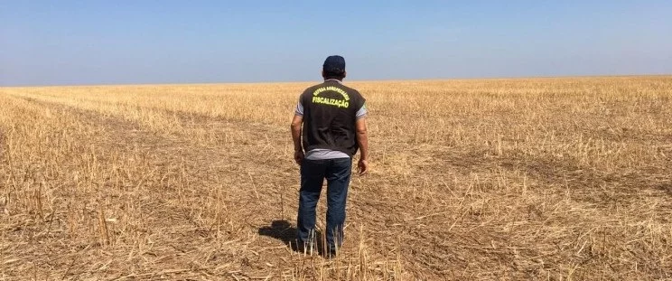 Vazio sanitário da soja começa nesta quinta (3) no Sul do Maranhão