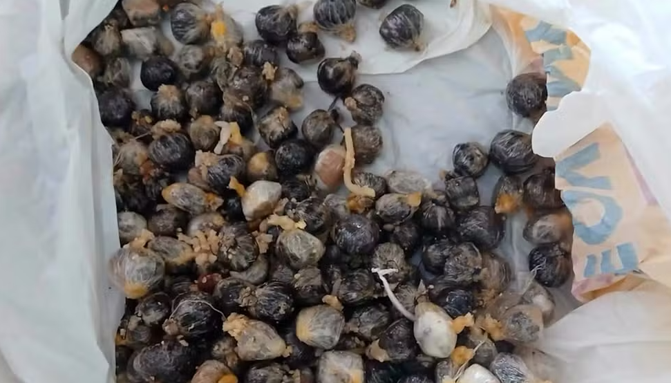 Detento é flagrado com drogas no estômago ao retornar de saída temporária