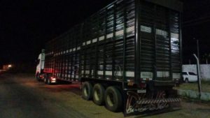 Motorista embriagado é preso transportando carga de gado