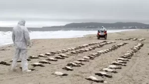 Inverno traz mortalidade de pinguins nas praias de Santa Catarina