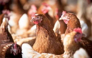 Brasil retoma exportações após caso de gripe aviária