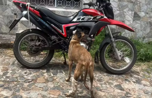 Idoso é preso após arrastar cachorro amarrado a motocicleta
