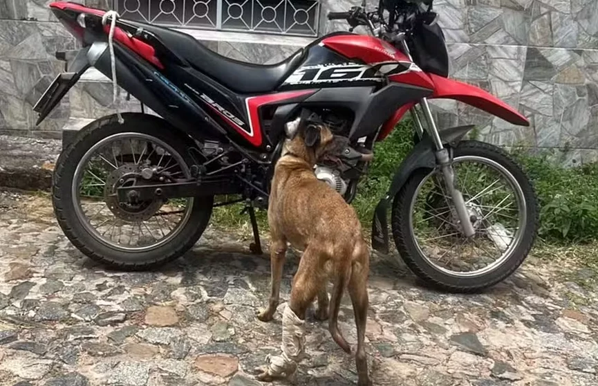 Idoso é preso após arrastar cachorro amarrado a motocicleta