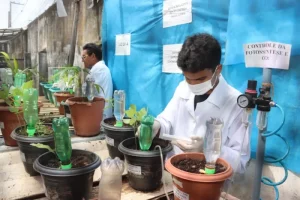 Descoberta na UEMASUL pode transformar agricultura