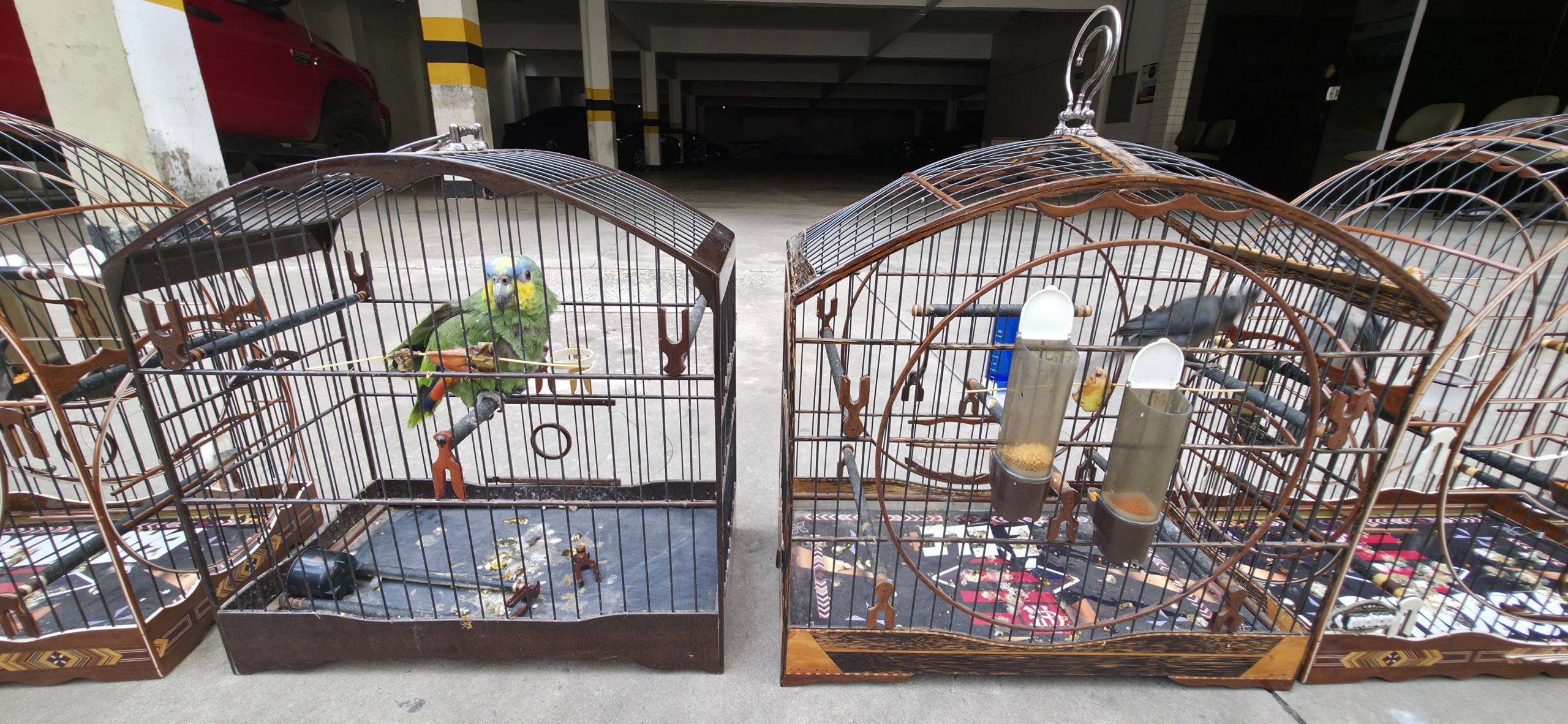 Força-tarefa apreende 50 aves silvestres em SL