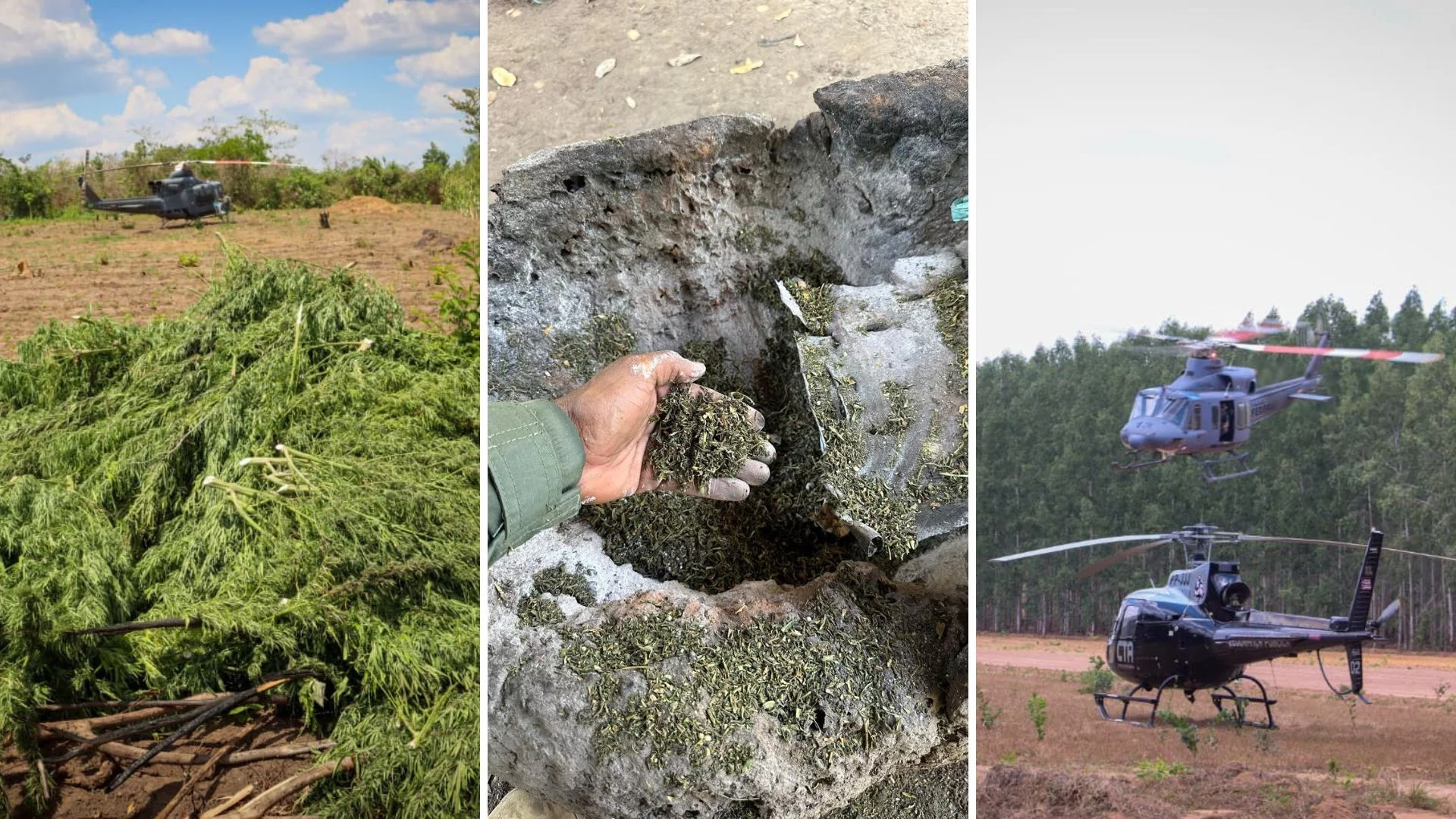 PF destrói 29 mil pés de maconha em terras indígenas no Maranhão