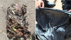 Suspeita de feto humano em saco de lixo mobiliza perícia no sul do MA