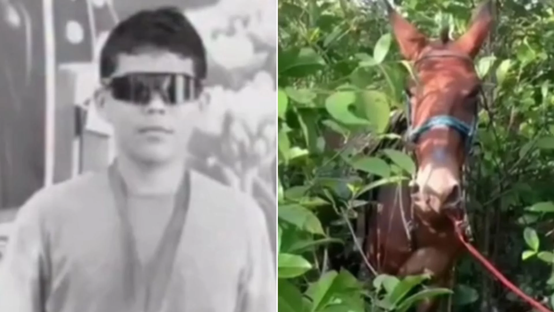 VÍDEO: Jovem morre após ser arrastado por burro no interior do MA