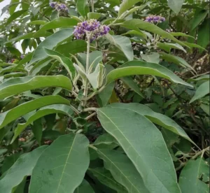 Planta confundida com couve leva vítimas à UTI