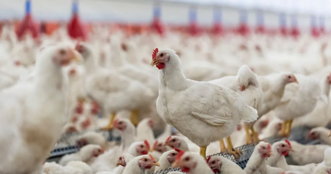 China suspende proibição de importação de carne de frango do Brasil