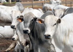 Brasil lidera produção de carne bovina em 2025