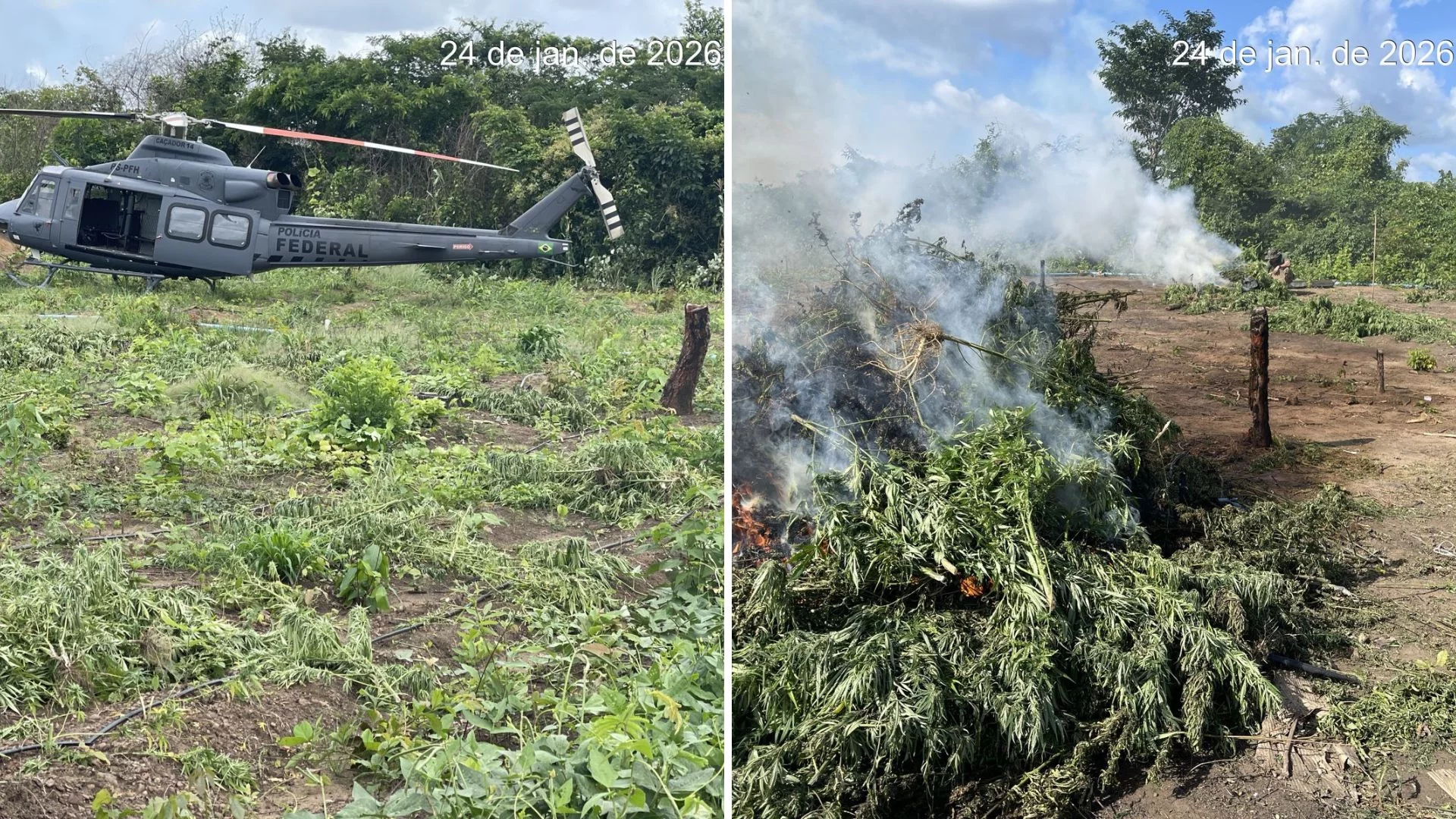 VÍDEO: PF destrói 70 mil pés de maconha no Maranhão