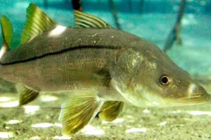 Peixe nacional supera salmão em valor nutricional