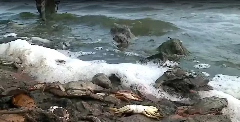 Siris são encontrados mortos na Lagoa da Jansen