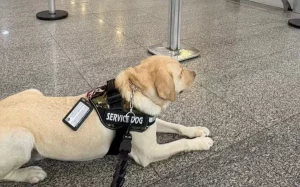 Companhia aérea terá de pagar R$ 60 mil por impedir cão de assistência